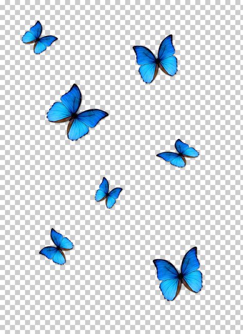 Blue Butterfly Wallpaper, Photoshop Digital Background, Origami Rose, Butterfly Blue, Butterfly Background, Studio Background Images, Abstract Wallpaper Backgrounds, Butterfly Images, Butterfly Illustration