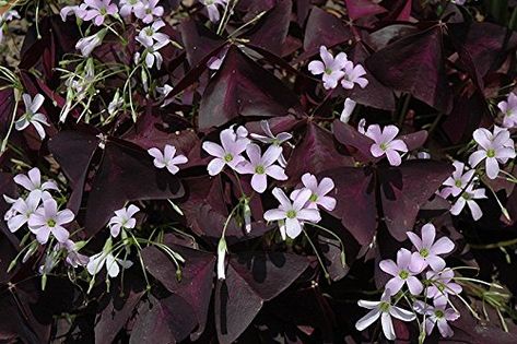 Gardening  Oxalis Triangularis 10 bulbs  Purple Shamrocks for Indoors or Out *** Clicking on the image will lead you to find similar product on Amazon website Oxalis Plant, Purple Shamrock, Oxalis Triangularis, Sun Perennials, Turks And Caicos, Caicos Islands, Turks And Caicos Islands, Garden Seeds, Trinidad And Tobago