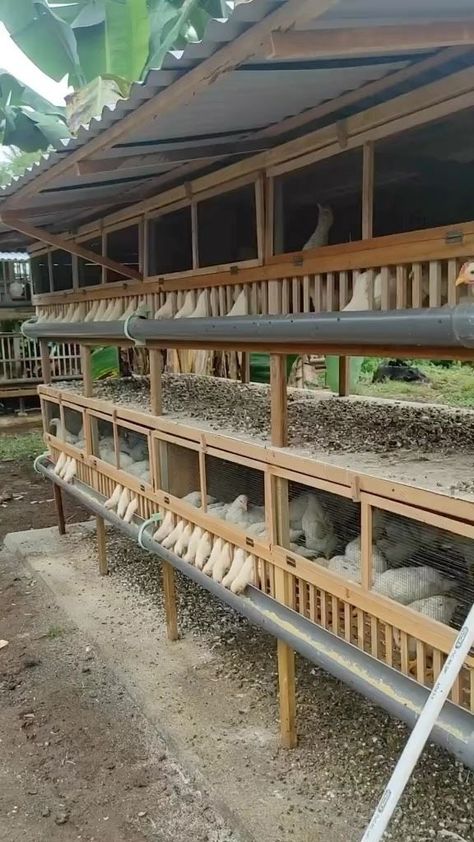 Poultry on Reels | Spyro · Who Is Your Guy? Chicken Knowledge, Poultry Farm Buildings, Backyard Chickens Diy, Chicken Breeding, Poultry Farm Design, درج السلم, Walk In Chicken Coop, Cute Chicken Coops, Chicken Coop Garden