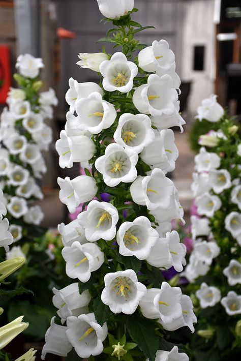 Champion White Canterbury Bells (Campanula 'Champion White') at Roger's Gardens Canterberry Bells, Bellflower Aesthetic, White Campion, Campanula Flowers, White Wild Flowers, Flower Core, Canterbury Bells, Flower References, Witchy Garden