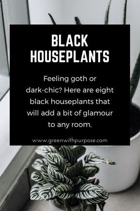 Black Houseplants, Goth Garden, Gothic Garden, Inside Plants, Black Garden, House Plants Indoor, Plant Mom, Dream Garden, Growing Plants