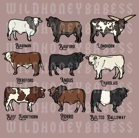 Different Types Of Cows, Types Of Cows, Pig Breeds, Bucking Bulls, Vet Medicine, Eat Beef, Showing Livestock, Cow Png, Wow Facts