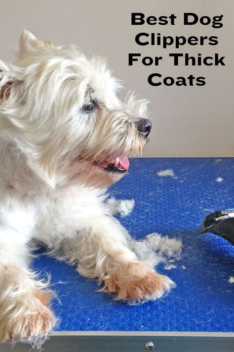 Best Dog Clippers Pet Grooming, Dog Clippers Pet Grooming, Dog Grooming Clippers, Dog Clippers, Long Haired Dogs, Norfolk Terrier, Terrier Dogs, Hair Clippers, Dog Coats