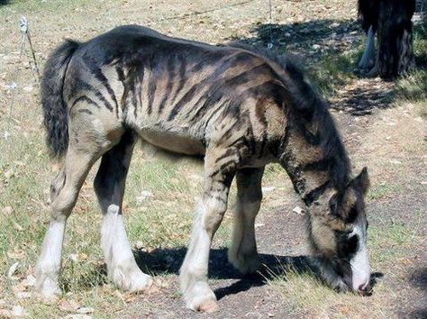 love this. they shaved it to look like a zebra. good job. from tailspin.com Zebra Cross, Unusual Horse, Horse Crazy, Clydesdale, Pretty Animals, Draft Horses, Appaloosa, Horse Coloring, Pretty Horses