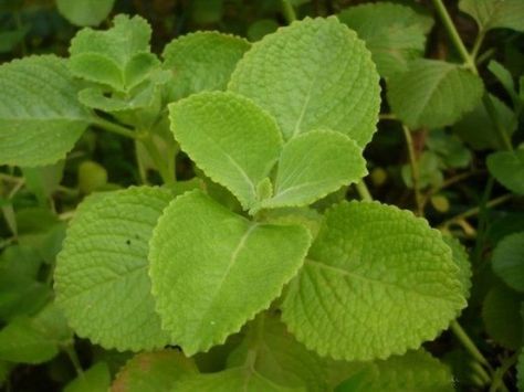 Panikoorka is popularly used in South Indian states, especially Kerala, to treat cough and cold in children. Leaves of panikoorka is used for treating different health problems. Panikoorka is the herb with the name Plectranthus amboinicus. It is... Fever In Children, Chest Congestion Remedies, Stuffy Nose Remedy, Indian States, Cold And Cough Remedies, Ayurvedic Remedies, Chest Congestion, Home Remedy For Cough, Natural Cold Remedies