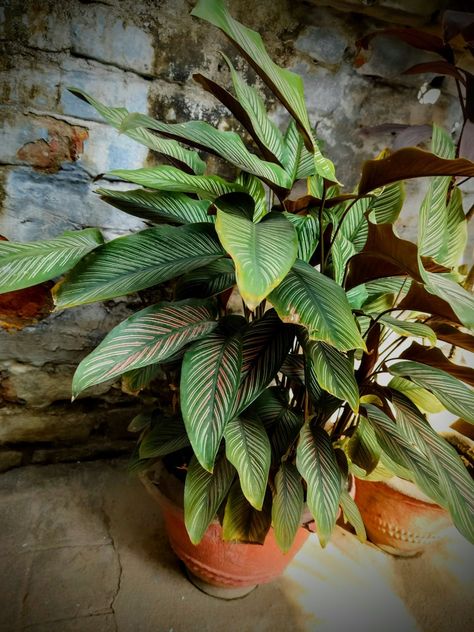 Calathea Ornata, also known as the "Pinstripe Calathea," is a popular tropical houseplant appreciated for its striking pink stripes on its dark green leaves. Its vibrant foliage and unique patterns make it an attractive and stylish choice for indoor spaces. Consider placing it in decorative pots or planters that complement your interior design and it can enhance the aesthetic appeal of your home while also contributing to a healthier indoor environment. Pinstripe Calathea, Calathea Ornata, Dark Green Leaves, Decorative Pots, Pink Stripes, Pattern Making, Unique Patterns, Green Leaves, House Plants