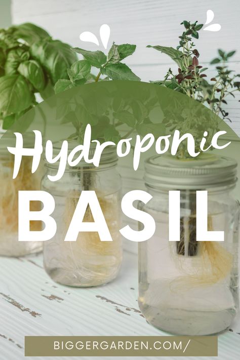 Explore the wonders of Hydroponic Basil gardening, where innovation meets nature for an aromatic delight. Uncover the steps to a flourishing basil oasis and elevate your gardening game. Click to read the full article and follow us for an endless stream of gardening wisdom and inspiration! Diy Indoor Hydroponic Herb Garden, Hydroponic Gardening Mason Jars, Mason Jar Herb Garden Indoor Hydroponic, Diy Mason Jar Herb Garden, At Home Hydroponics, Diy Hydroponic Herb Garden, Growing Herbs Indoors Mason Jars, Hydroponic Mason Jar Diy, Mason Jar Garden Ideas