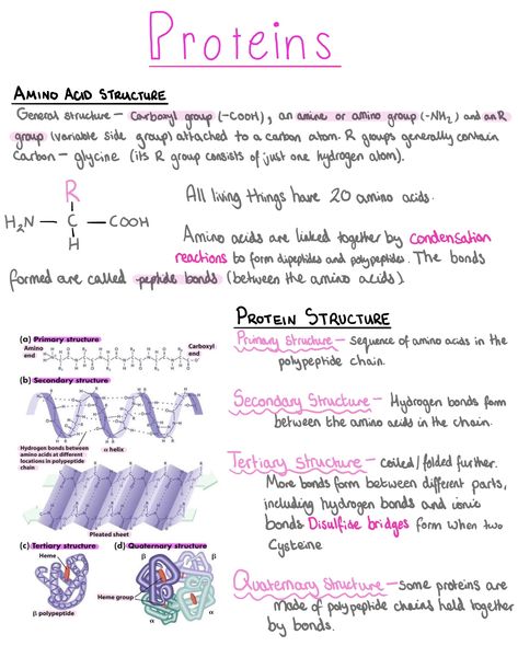 Structure Of Proteins Notes, Biochemistry Notes Proteins, Primary Structure Of Proteins, Biochemistry Amino Acids, Secondary Structure Of Protein, Biology Proteins Notes, Protein Notes Biochemistry, Protein Notes Biology, Protein Structure Biology