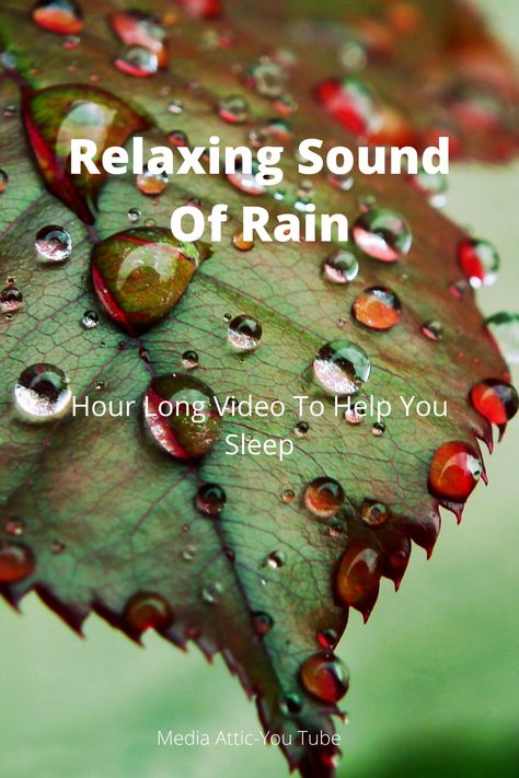 Rain On Leaves, Help To Sleep, Rain And Thunder Sounds, Relaxing Rain, Rain Sound, Relaxing Rain Sounds, Healing Sounds, Sound Of Thunder, Rain Falling