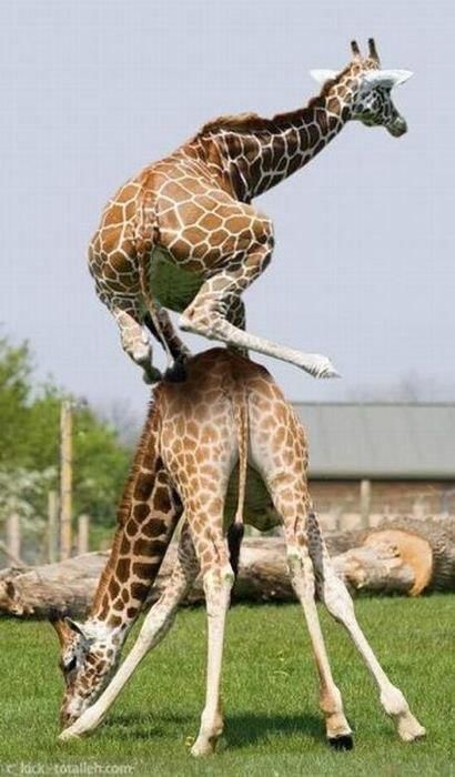 Giraffe - talk about looking awkward in a very shaky position..... Leap Frog, 웃긴 사진, صور مضحكة, Cane Corso, Sphynx, Giraffes, Animal Planet, Funny Animal Pictures, Akita