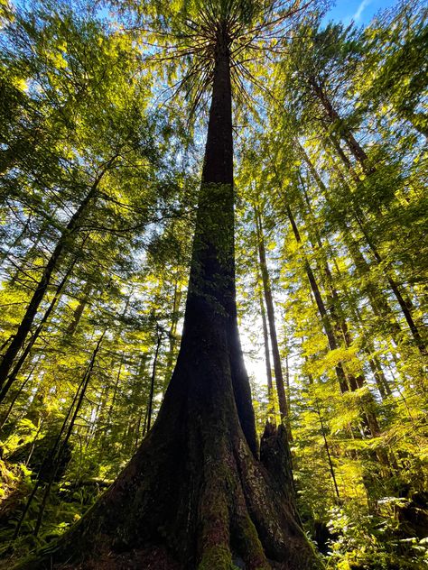 Sitka Spruce Tree Tongass National Forest, Ketchikan Alaska, Spruce Tree, Sitka Spruce, National Forest, Alaska, Trees, Forest, Plants