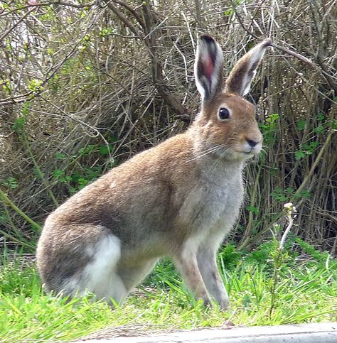 Irish Hare | A chance meeting during an afternoon walk. "Eac… | Flickr Irish Hare, Celtic Ireland, Irish Mythology, Celtic Heritage, Irish Eyes, Jack Rabbit, Art Theme, Irish Celtic, Baby Bunnies