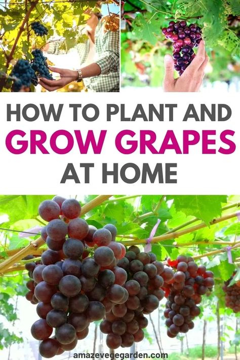 Planting Grapes How To Grow, How To Grow Grapes Vines At Home, Grape Garden Ideas, Growing Grapes In Backyard Trellis, Plant Grape Vines, Grow Grapes From Seeds, Flower Arrangements Decor, Grapes Garden, Growing Grape Vines