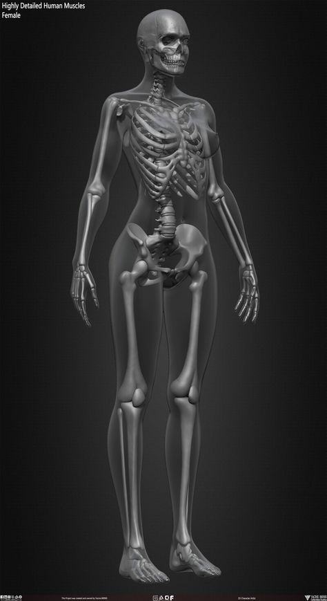 ArtStation - Female Human Skeleton Human Anatomy Female, Human Body Projects, Skeletal Structure, Human Body Structure, Female Skeleton, Human Skeleton Anatomy, Skeleton Anatomy, Skeleton Drawings, Human Skeleton