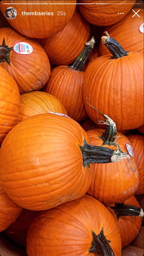 Jackolantern Aesthetic, Fall Instagram Stories, Fall Instagram, Pumpkin Fall, Fall Pumpkins, Pumpkin Patch, Jack O Lantern, Fall Halloween, Instagram Story