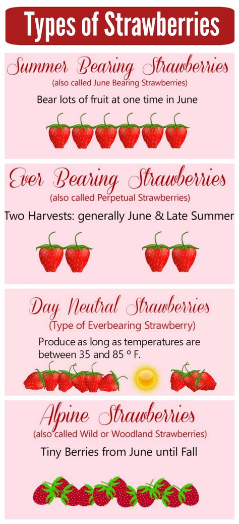 Types of Strawberry Plants Strawberries Growing, Types Of Strawberries, Everbearing Strawberries, Types Of Herbs, Strawberry Garden, Growing Strawberries, Strawberry Plants, Growing Fruit, Fruit Plants