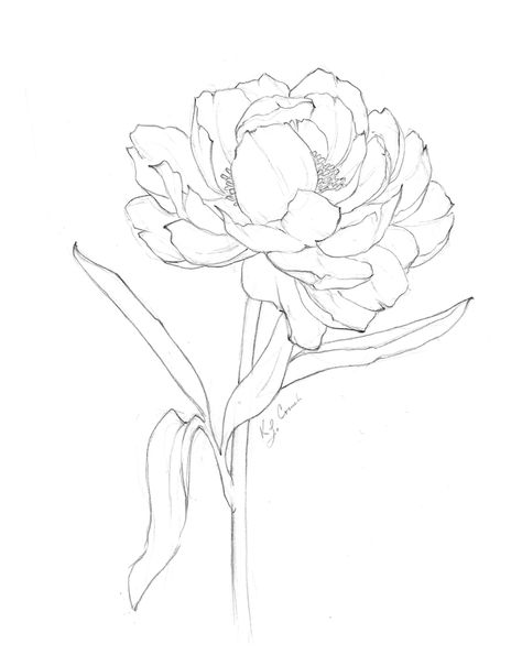 Peony Illustration - Floral Line Drawing Art Print by Katrina Crouch - X-Small Floral Line Drawing, Peony Drawing, Peony Illustration, Line Drawing Art, Peony Art, Flower Line Drawings, Flower Art Drawing, Flower Sketches, Floral Drawing