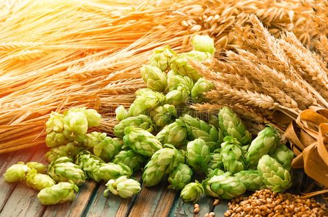 Green hops, malt, ears of barley and wheat grain. Ingredients to make beer and b , #AD, #ears, #barley, #wheat, #Green, #hops #ad Beer Event, Barley Beer, Beer Ingredients, Beer Bread, Green Beer, Malted Barley, Maize, Tap Room, Design Display