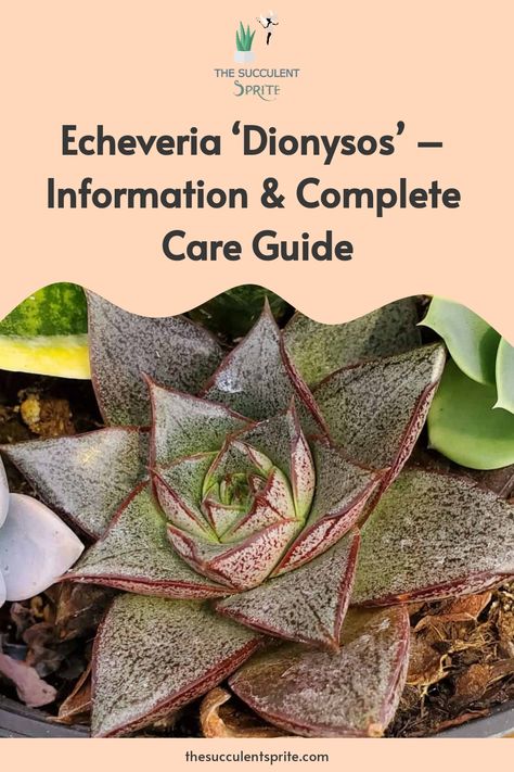 By following the tips in this article, you can successfully grow and care for your own echeveria ‘dionysos’ succulent. Echeveria Care, Succulent Potting Mix, Buy Succulents, Insecticidal Soap, Propagating Succulents, Types Of Succulents, Hanging Succulents, Growing Succulents, Succulent Care