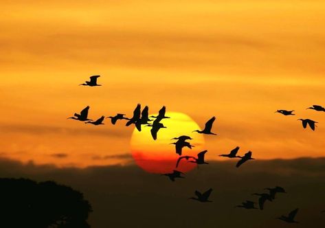 Time For Sunrise-Sunset!....Silhouette of Ibis birds flying pass ... Sunrise Landscape, Birds In The Sky, Bird Migration, Sunset Silhouette, Png Aesthetic, Nikon D750, Flower Art Images, Evening Sky, The Balcony