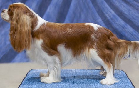 Cavalier King Charles Spaniel Haircut Styles, Cavalier King Charles Spaniel Grooming Styles, Cavalier Grooming Styles, Cavalier King Charles Spaniel Haircut, Pure Breed Dogs, Cavalier King Charles Spaniel Tricolor, Puppy Pics, Cavalier King Charles Dog, Cavalier Puppy