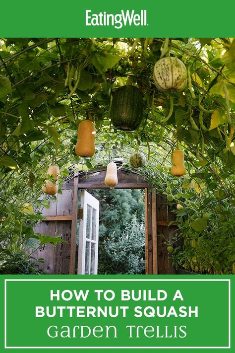 Squash Arch Diy, Garden Squash Trellis, Gardening In California, Squash Arch Trellis, Pumpkin Vine Trellis, Vertical Pumpkin Trellis, Squash Trellis Diy, Pumpkin Vertical Growing, How To Grow Pumpkins Vertically