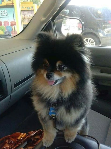 Spitz Puppy, Black Pomeranian, Grooming Hacks, Pom Dog, Dog Mommy, Super Cute Puppies, Cute Animals Puppies, Very Cute Dogs