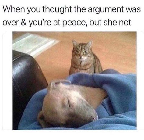 Angry Wife, Fresh Memes, Memes Humor, Funny Cat Pictures, Life Memes, Funny Animal Memes, Cute Memes, Funny Animal Pictures, Dog Memes