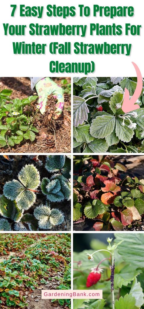 How To Prepare Strawberry Plants For Winter, How To Winter Strawberry Plants, Winterizing Strawberry Plants, Overwinter Strawberry Plants, Preparing Strawberries For Winter, How To Overwinter Strawberry Plants, Overwintering Strawberry Plants, Where To Plant Strawberries, Winterize Strawberry Plants