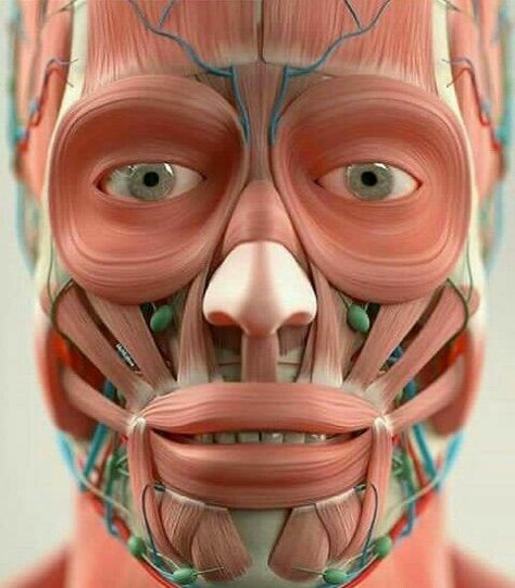 Punkty Spustowe, Head Anatomy, Facial Anatomy, Face Anatomy, Facial Aesthetics, Human Body Anatomy, Muscular System, Muscle Anatomy, Aesthetic Medicine