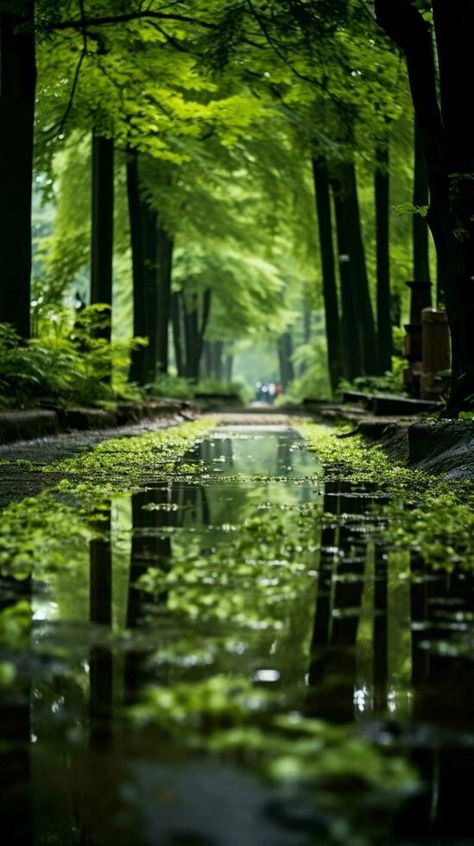 Lush green forest thrives under a refreshing summer rain. Vertical Mobile Wallpaper AI Generated Video For Editing, Rain Video, Lush Green Forest, Rain Wallpapers, Cute Mobile Wallpapers, Galaxy Wallpaper Iphone, Scenery Photos, Beach Background, Summer Rain