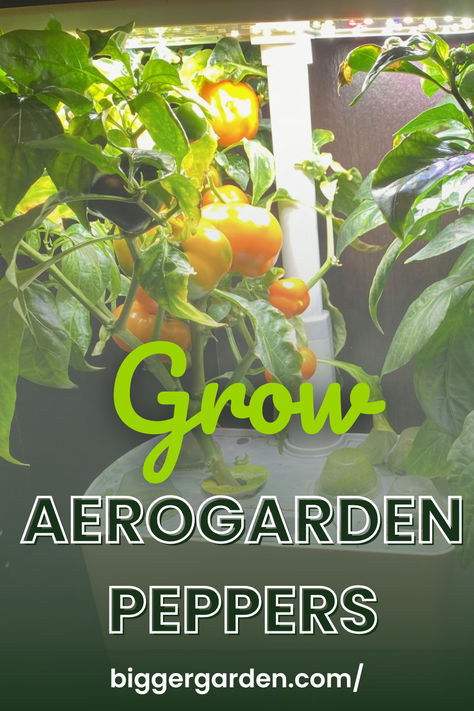 Hydroponic peppers grown next to soil grown peppers Aerogarden Diy, Indoor Hydroponic Gardening, Types Of Peppers, Growing Peppers, Seed Starter Kit, Miracle Grow, Container Garden Design, Growing Garlic, Hydroponic Growing