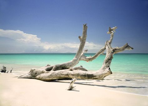 This picture-perfect beach is popular among tourists and locals alike, as its been the venue for many weddings and photoshoots. Due to erosion, the sand is home to large pieces of driftwood and trees, and TripAdvisor suggests you bring a camera in addition to a beach towel. “This is a wonder of nature,” one recent review reads. “To sit on one of the fallen branches of what was once a huge tree is so relaxing as you listen to the water and watch the waves. It can be tricky out here though and ... Driftwood Beach Jekyll Island, Jekyll Island Georgia, Dog Friendly Beach, Fort Lauderdale Beach, Driftwood Beach, Jekyll Island, Pier Fishing, Types Of Photography, Most Beautiful Beaches