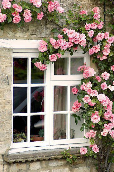 Enjoy the roses outside your window | Building Strong Relationships Rose Plant Care, نباتات منزلية, Rose Rise, Plant Aesthetic, Planting Roses, Rare Flowers, Climbing Roses, Rose Cottage, Climbing Plants