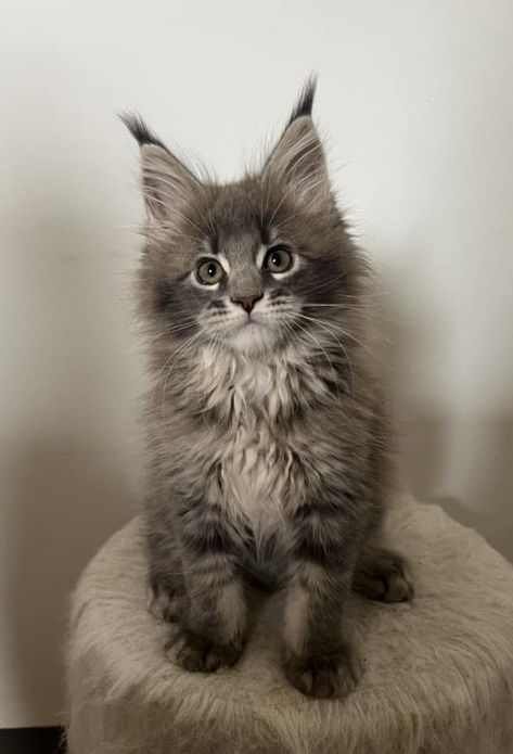 Available Kittens - Ava Maine Coon Home Mancoon Cat, Main Coone Cat, Maine Coone Kitten, Mancoon Cats, Maincoon Cat, Maine Coone, Life Plans, Dream Pet, Kittens For Sale