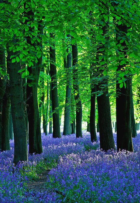 Late Sun Through The Bluebell Woods Photograph by Phototropic Blue Bell Woods, Bluebell Woods, High Contrast Images, Dark Tree, Early Evening, Evening Sun, Wood Artist, Blue Bell, Tree Trunks