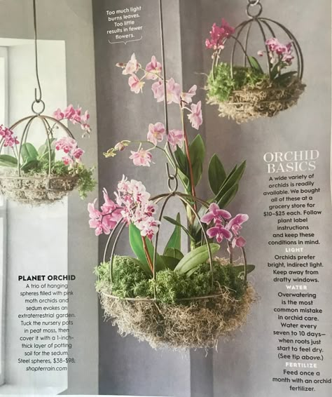 Jade Plant Propagation, Orchid Food, Hanging Orchid, Indoor Orchids, Orchid Plant Care, Orchid Flower Arrangements, Small Courtyard, Orchid Planters, Courtyard Gardens