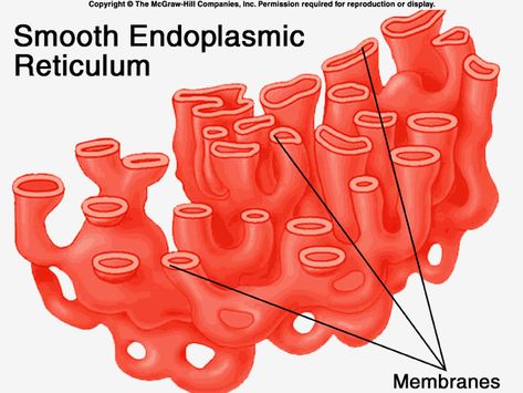 Cells Organelles, Smooth Endoplasmic Reticulum, Animal Cell Structure, Endoplasmic Reticulum, Lipid Metabolism, Protein Folding, Biochemistry Notes, Cell Parts, Cell Organelles