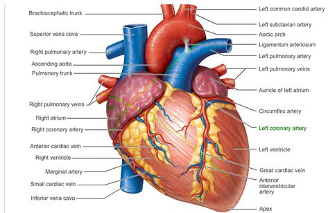 Outside+of+the+Heart | anatomy of the heart The Human Heart, Heart Anatomy, Human Heart, Anatomy, Human