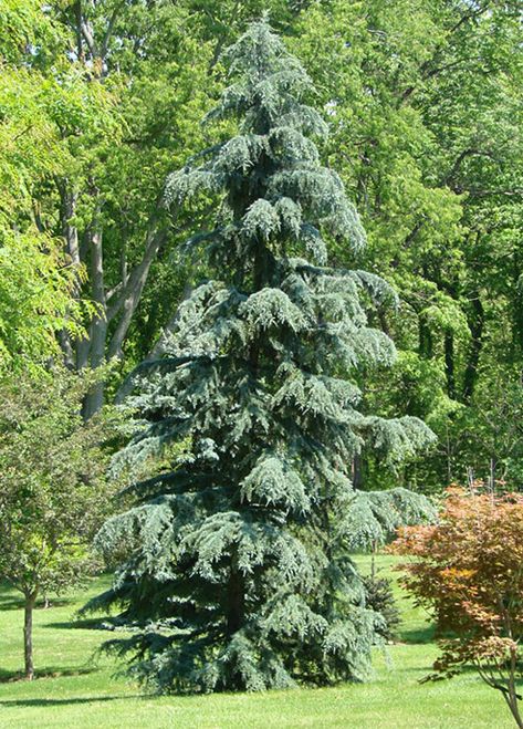 Karl Fuchs Deodar Cedar Tree Deodar Cedar Tree, Deodar Cedar Tree Landscape, Evergreen Berm, Deodar Cedar, Cedrus Deodara, Conifers Garden, California Christmas, Live Christmas Trees, Backyard Trees