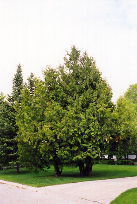 White Cedar Tree, American Arborvitae, Eden Prairie Minnesota, Eastern White Cedar, Northern White Cedar, Thuja Occidentalis, Cedar Tree, Conifer Trees, White Cedar