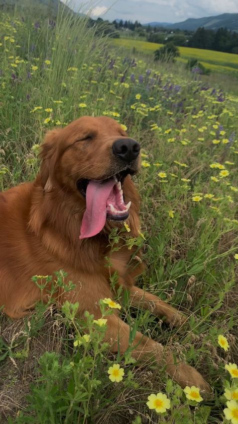 https://instagram.com/hutch_thegoldenretriever?r=nametag Dog In Field, Red Field Golden Retriever, Field Retriever, Granola Dog Aesthetic, Red Retriever Aesthetic, Horse And Golden Retriever, Farm Golden Retriever, Field Line Golden Retriever, Red Golden Retriever Aesthetic