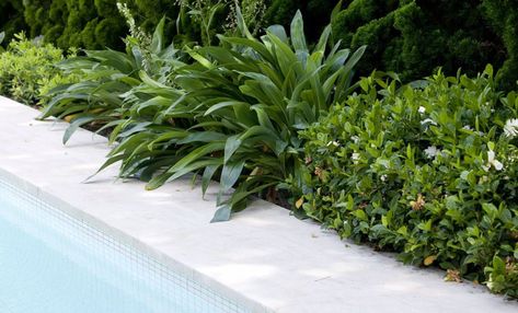 Garden Inspiration NZ | Border planting alongside a pool | Find Your Dream Garden Tropical Border Plants, Poolside Planting, Shrubs Landscaping, Landscaping Pool, Pool Plants, Plant Box, Border Plants, Home Garden Design, Herbaceous Perennials