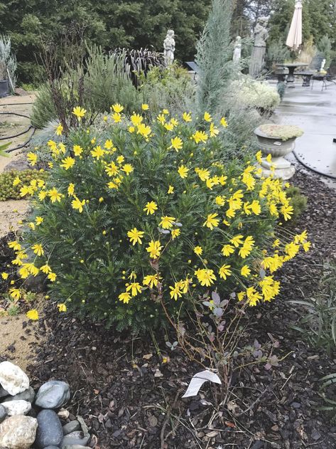 Every Blooming Thing: The African bush daisy | Corning Observer | appeal-democrat.com Bush Daisy, Zone 10 Plants, Perennial Bushes, Shrub Border, Patio Trees, Florida Landscaping, Florida Plants, Bush Plant, Garden Perennials