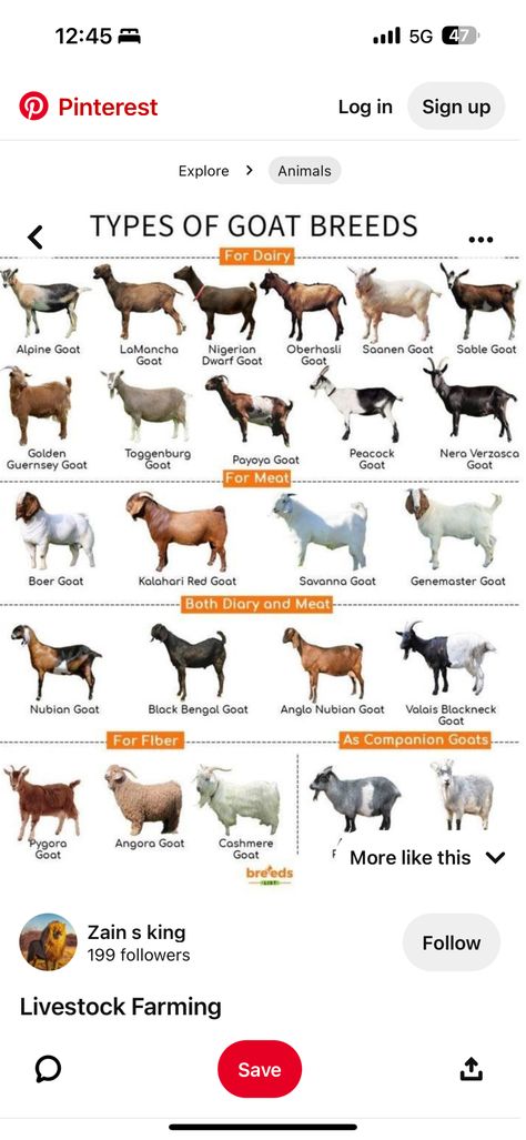 Goat Breeds Chart, Anglo Nubian Goats, Types Of Goats, Goat Breeds, Nubian Goat, Raising Farm Animals, Boer Goats, Pygmy Goat, Farm Animals