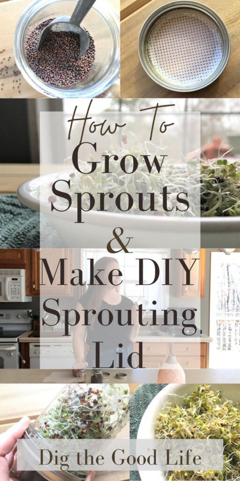 Mason Jar Sprouts, Sprouts In Mason Jar, How To Grow Microgreens Mason Jars, Diy Sprouting Jar, How To Grow Sprouts In A Jar, How To Grow Bean Sprouts, How To Grow Sprouts At Home, Growing Sprouts In A Jar, Sprouting Seeds In A Jar