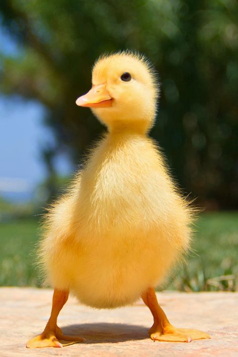 Whether you're a new duck parent or just fascinated by these little quack machines, discover essential tips on caring for baby ducks. Learn about their needs, feeding routines, and creating a cozy home for your feathered friends! 🏡🦆 #DucklingCare #PetTips Duckling Photography, Duckling Care, Cute Ducks, Watercolour Animals, Yellow Floor, Duck Tattoos, Baby Duck, Cute Duck, Baby Ducks