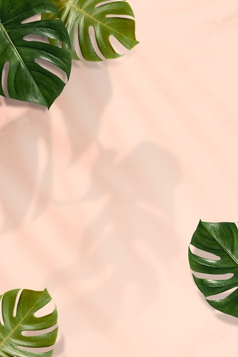 Monstera leaves on pink background | premium image by rawpixel.com / sasi Pink Green Background, Monstera Background, Pink And Green Background, Shopping Background, Photography Backdrops Diy, Leaves Frame, Peach Background, Pink Wallpaper Backgrounds, Plant Background