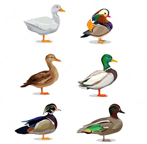 Ducks Illustration, Nature Character, Farm With Animals, Win Art, Duck Illustration, Duck Drawing, Duck And Ducklings, Realistic Cartoons, Deer Illustration