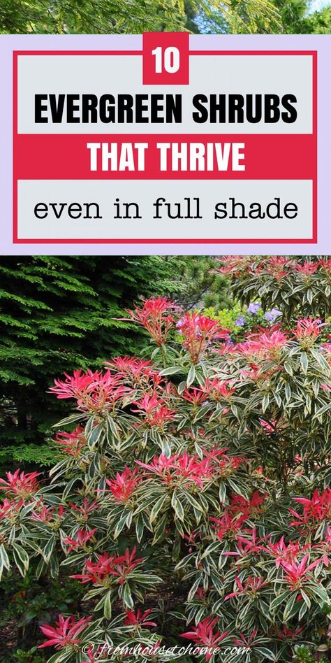 If you want your yard to look good all year round, these evergreen shrubs for shade are the best bushes to plant in your garden. Some have gorgeous flowers and others have interesting foliage. Either way, they'll make your yard look beautiful even in the winter. #fromhousetohome #evergreen #shrubs #gardening Landscape Ideas For Sloped Front Yard, Beautiful Shade Gardens, Plants That Look Good Year Round, Year Round Landscaping, Full Shade Shrubs, Evergreen Shrubs For Shade, Evergreen Bushes, Shrubs For Shade, Evergreens For Shade